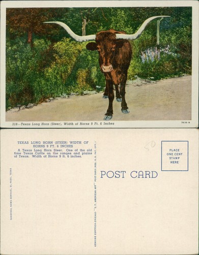 Texas long horn - long, 7636n
